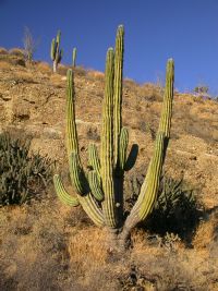 Cardone cactus