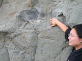 Ammonite fossil in cliff