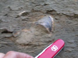Ammonite fossil in cliff
