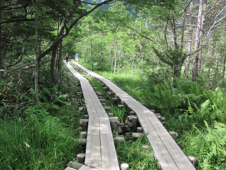 Elevated planks to walk across wetland