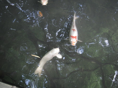 Carp in pond