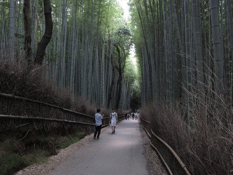 Walk through bamboo grove