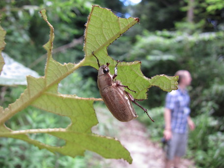 beetle eating leaf
