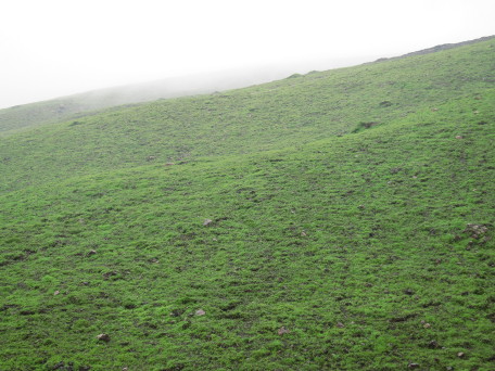 Aso green hillside, in rain
