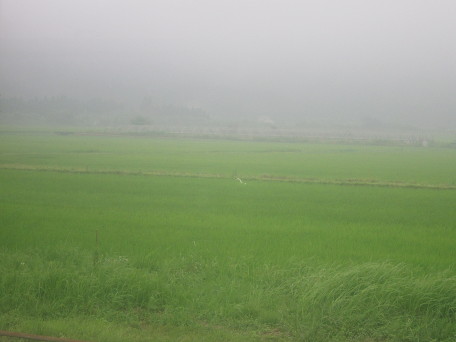 Crane in green field