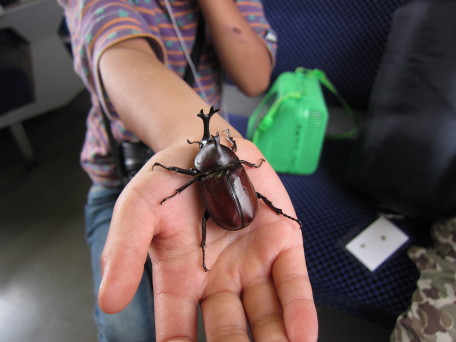 Child holding pet beetle