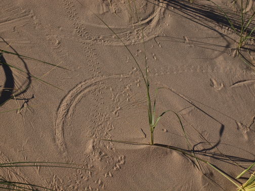 Patterns in sand from blowing grass